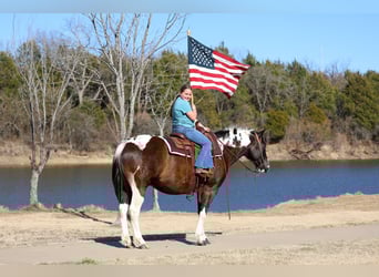 American Paint Horse, Gelding, 12 years, 15 hh, Pinto