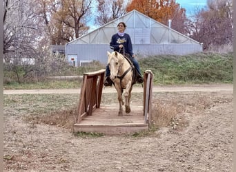 American Paint Horse, Gelding, 12 years, 15,1 hh, Palomino