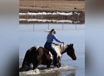 American Paint Horse, Gelding, 12 years, 15,1 hh, Pinto