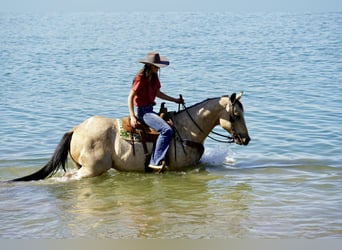 American Paint Horse, Gelding, 12 years, 15,1 hh, Pinto