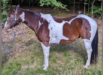 American Paint Horse, Gelding, 12 years, 15,2 hh, Brown
