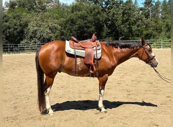 American Paint Horse, Gelding, 12 years, 16 hh, Bay