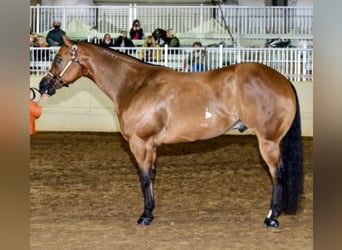 American Paint Horse, Gelding, 12 years, 16,2 hh, Bay