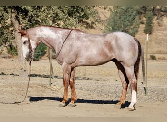 American Paint Horse, Gelding, 12 years, Overo-all-colors
