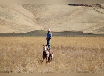 American Paint Horse, Gelding, 12 years, Overo-all-colors