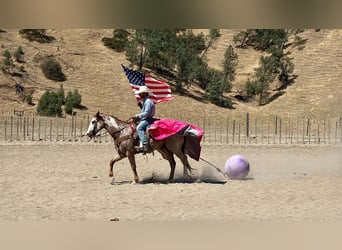 American Paint Horse, Gelding, 12 years, Overo-all-colors