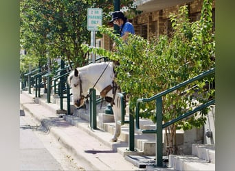 American Paint Horse, Gelding, 13 years, 13 hh, Tobiano-all-colors