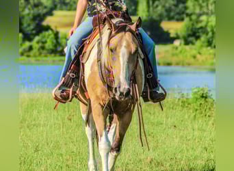 American Paint Horse, Gelding, 13 years, 14.2 hh, Buckskin