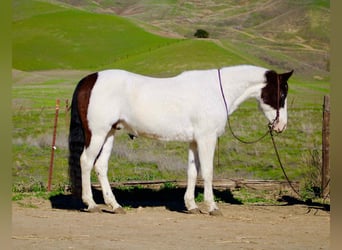 American Paint Horse, Gelding, 13 years, 14.2 hh, Tobiano-all-colors
