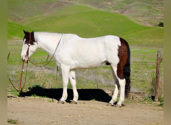 American Paint Horse, Gelding, 13 years, 14.2 hh, Tobiano-all-colors