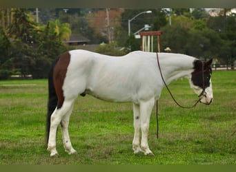 American Paint Horse, Gelding, 13 years, 14.2 hh, Tobiano-all-colors