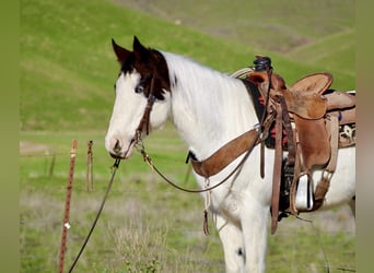 American Paint Horse, Gelding, 13 years, 14.2 hh, Tobiano-all-colors