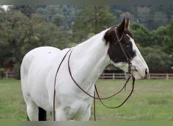 American Paint Horse, Gelding, 13 years, 14.2 hh, Tobiano-all-colors