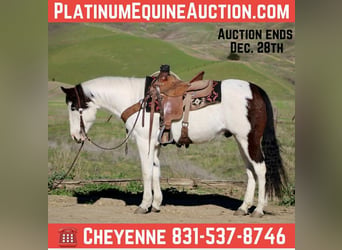 American Paint Horse, Gelding, 13 years, 14.2 hh, Tobiano-all-colors