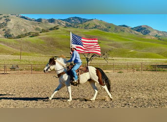 American Paint Horse, Gelding, 13 years, 14.2 hh, Tobiano-all-colors