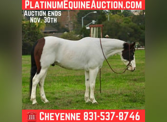 American Paint Horse, Gelding, 13 years, 14.2 hh, Tobiano-all-colors