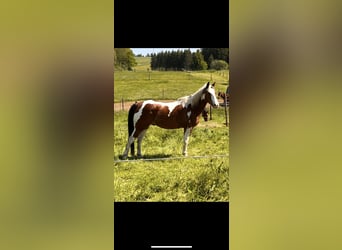 American Paint Horse, Gelding, 13 years, 14,2 hh, Tovero-all-colors