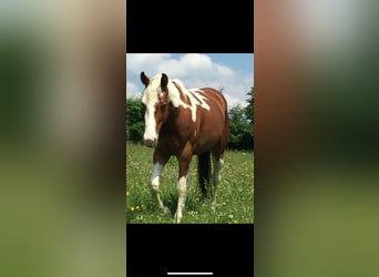American Paint Horse, Gelding, 13 years, 14,2 hh, Tovero-all-colors