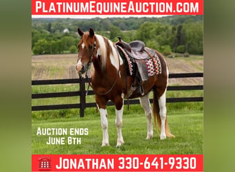 American Paint Horse, Gelding, 13 years, 15.2 hh, Tobiano-all-colors