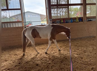 American Paint Horse, Gelding, 13 years, 15.3 hh, Pinto