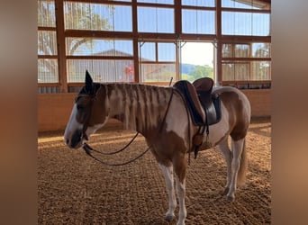 American Paint Horse, Gelding, 13 years, 15.3 hh, Pinto