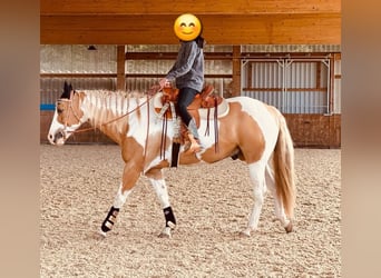 American Paint Horse, Gelding, 13 years, 15.3 hh, Pinto