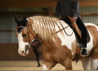 American Paint Horse, Gelding, 13 years, 15.3 hh, Pinto