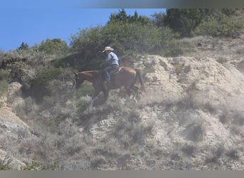 American Paint Horse, Gelding, 13 years, Sorrel