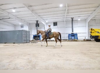 American Paint Horse, Gelding, 13 years, Sorrel