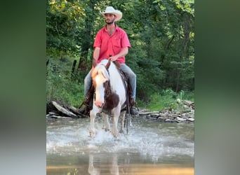 American Paint Horse, Gelding, 14 years, 14.3 hh, Tobiano-all-colors