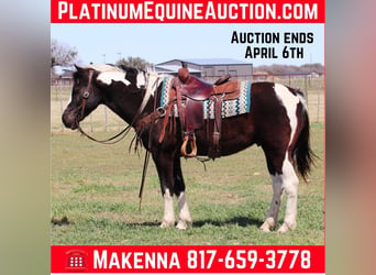 American Paint Horse, Gelding, 14 years, 14.3 hh, Tobiano-all-colors