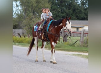 American Paint Horse, Gelding, 14 years, 15.2 hh, Overo-all-colors