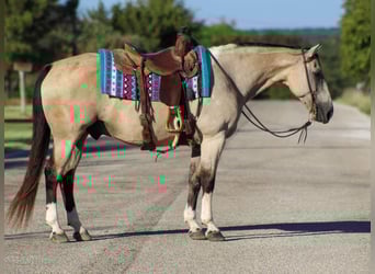 American Paint Horse, Gelding, 14 years, 15 hh, Buckskin