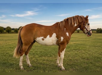 American Paint Horse, Gelding, 14 years, 15 hh, Overo-all-colors