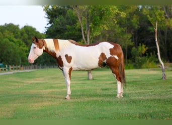 American Paint Horse, Gelding, 14 years, 15 hh, Pinto