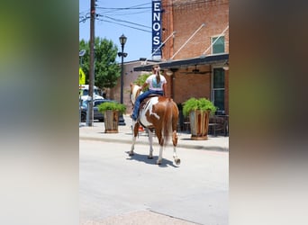 American Paint Horse, Gelding, 14 years, 15 hh, Pinto