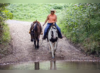 American Paint Horse, Gelding, 14 years, 15 hh, Tobiano-all-colors