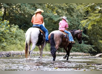 American Paint Horse, Gelding, 14 years, 15 hh, Tobiano-all-colors
