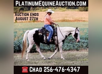 American Paint Horse, Gelding, 14 years, 15 hh, Tobiano-all-colors