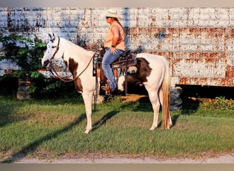 American Paint Horse, Gelding, 14 years, 15 hh, Tobiano-all-colors