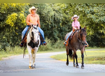 American Paint Horse, Gelding, 14 years, 15 hh, Tobiano-all-colors
