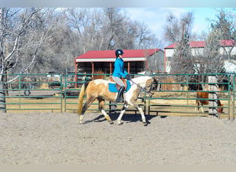 American Paint Horse, Gelding, 14 years, 15 hh, Tobiano-all-colors