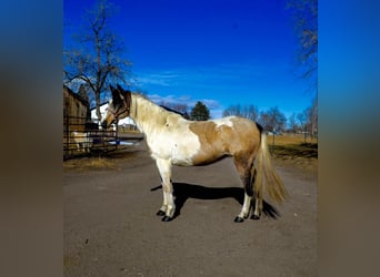 American Paint Horse, Gelding, 14 years, 15 hh, Tobiano-all-colors