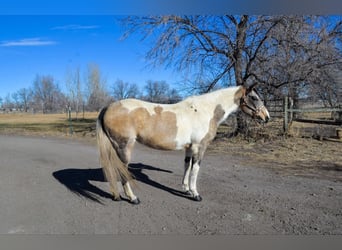 American Paint Horse, Gelding, 14 years, 15 hh, Tobiano-all-colors