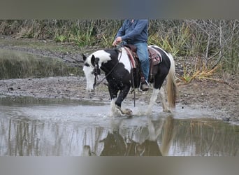 American Paint Horse, Gelding, 14 years, 15,2 hh, Pinto