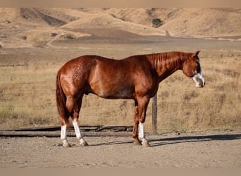 American Paint Horse, Gelding, 14 years, 16 hh, Rabicano