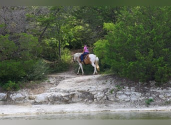 American Paint Horse, Gelding, 14 years, Pinto
