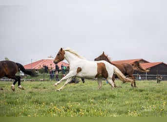 American Paint Horse, Gelding, 15 years, 15.2 hh, Tobiano-all-colors