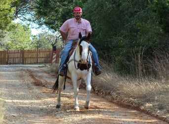 American Paint Horse, Gelding, 15 years, 15 hh, Tobiano-all-colors