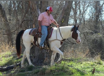 American Paint Horse, Gelding, 15 years, 15 hh, Tobiano-all-colors